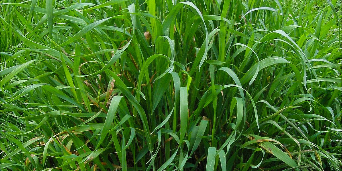 Waterbankgras, een van de planten bij uitstek om als leefgebied voor eenden te dienen