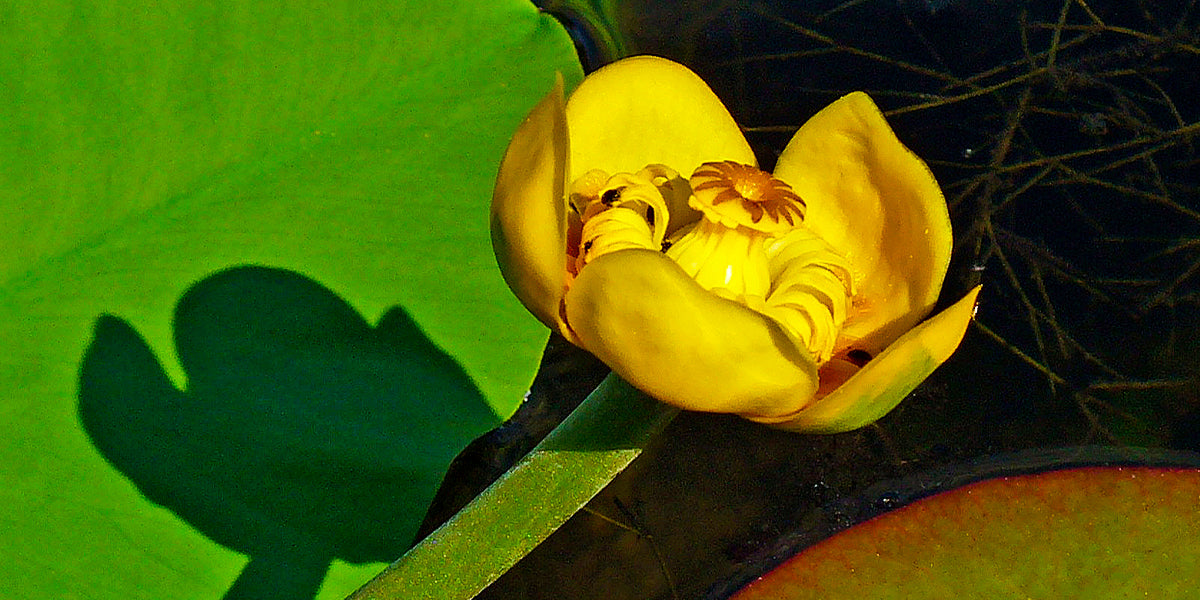 Plante robuste, le nénuphar pousse sous l'eau et est résistante aux activités des canards | ©️ Wikipédiia