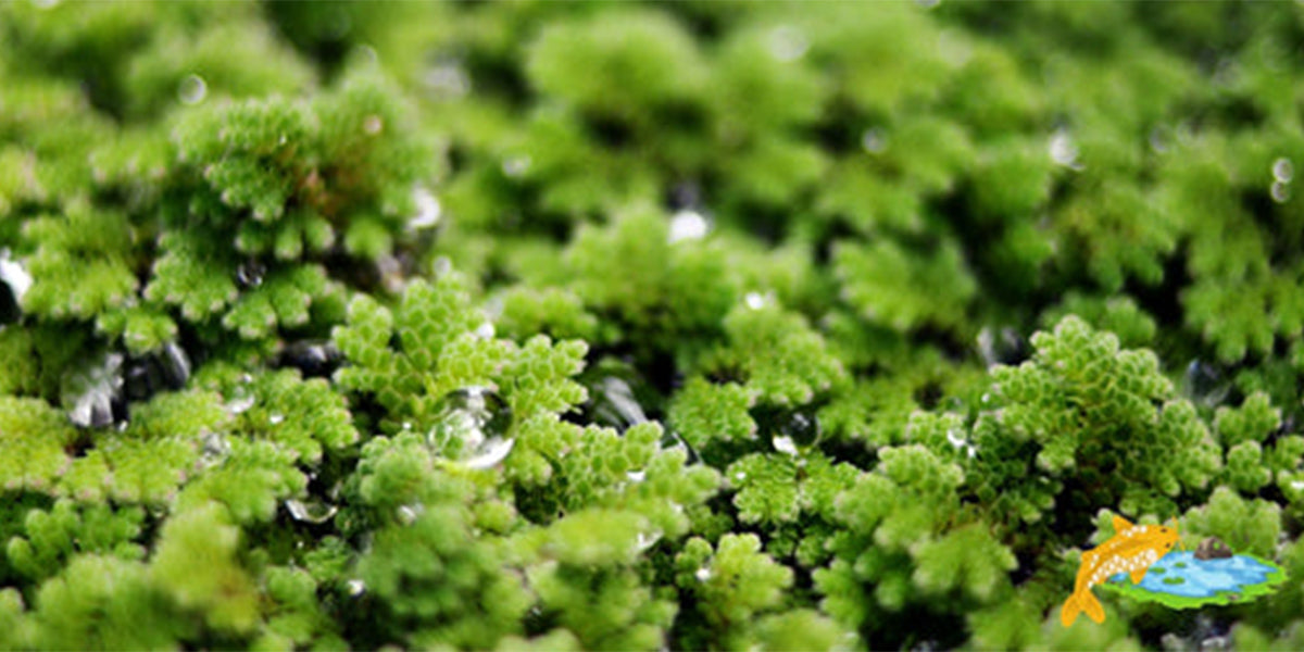 L'Azolla caroliniana : une plante flottante assainissante parfaite pour les étangs et bassins