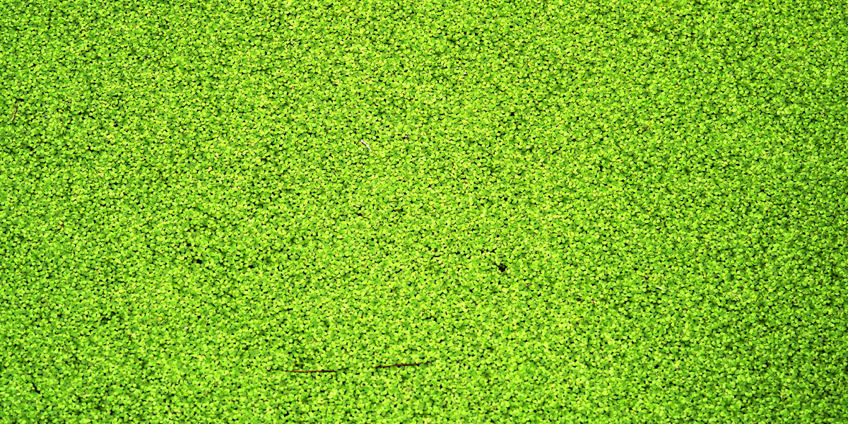 Duckweed, a floating plant with multiple uses