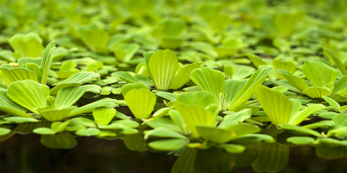 Water lettuce is a perfect floating plant for removing excess nitrate