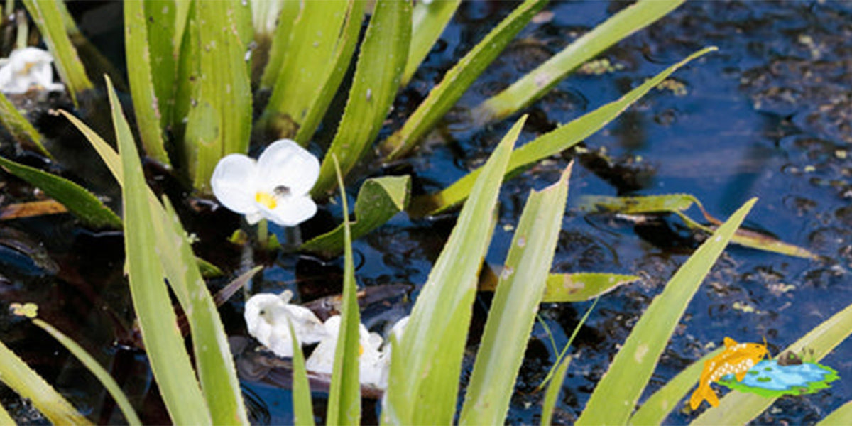 Water aloe, a floating plant appreciated for its oxygenating properties