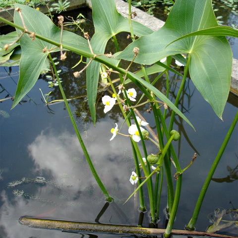 Les Sagittaria latifolia : des plantes oxygénantes connues pour leur résistance | Photo : Wikipédia