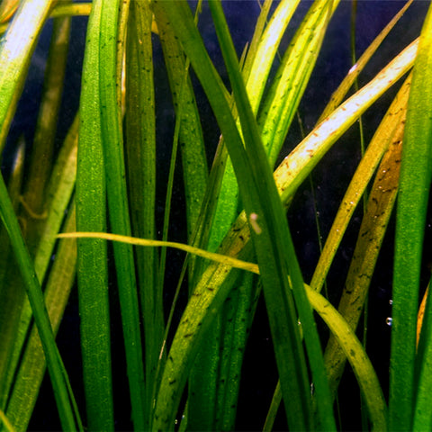 Vallisneria spiralis, soit vallisnérie spiralée, qui forme des herbiers riches en biodiversité | Photo : Wikipédia