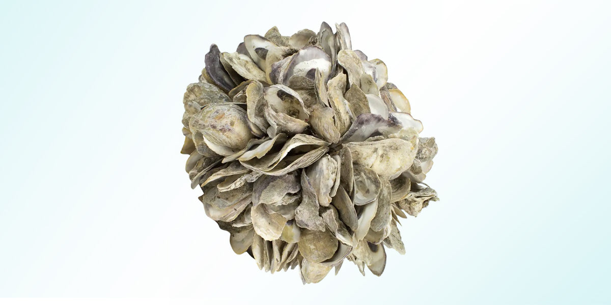 Oyster shells, an excellent alternative to stabilize water hardness naturally