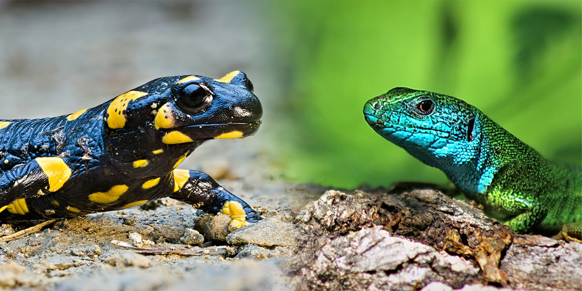 Comment prendre soin d'une salamandre ? Je viens de la trouver dans mo —