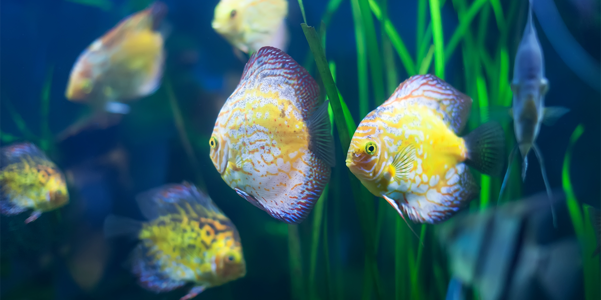 Discus, easy-to-raise fish that belong to the Cichlid family