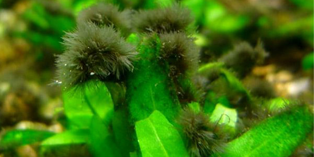 Zwarte algen, planten die zeer invasief kunnen zijn voor aquaria en hun bewoners