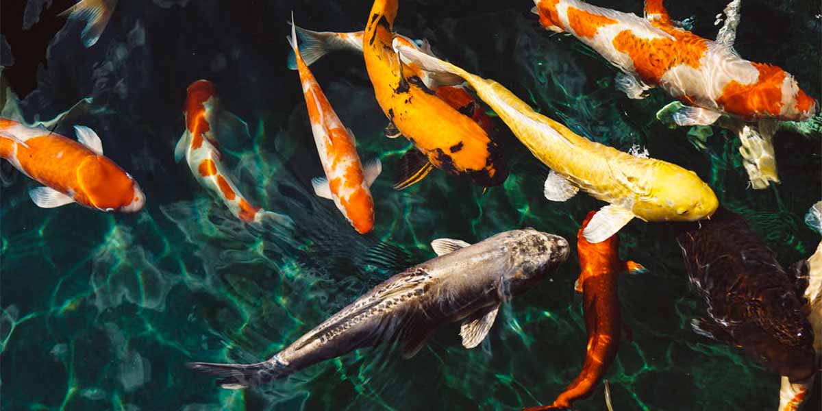 A group of Koi fish swimming in a Japanese pond