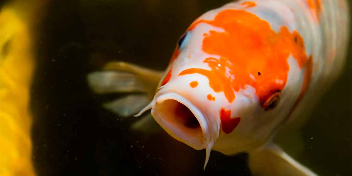 Koi carp, one of the most popular fish for Japanese ponds