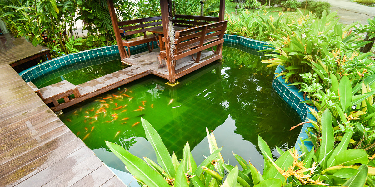 A shed judiciously placed in the center of the pool