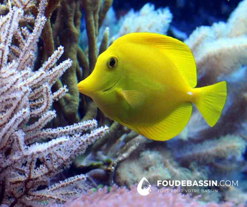 Aquarium qui pue, que faire? —