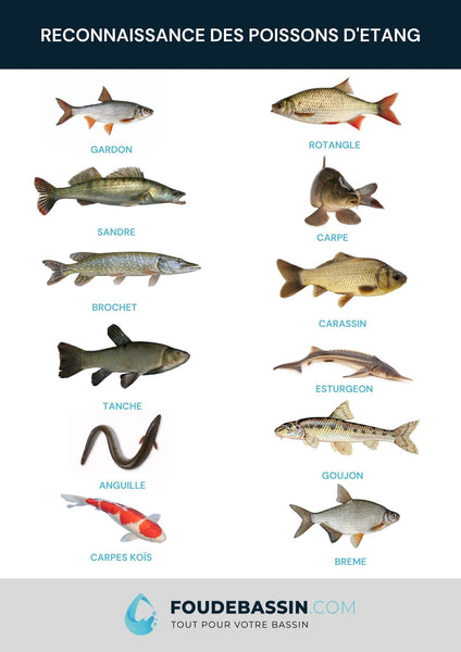 Poissons d'étang - Quels sont les poissons d'étang et de rivière ? —