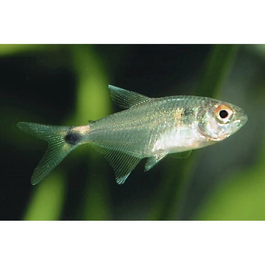  HEMIGRAMMUS OCELLIFER 1,2-1,6CM