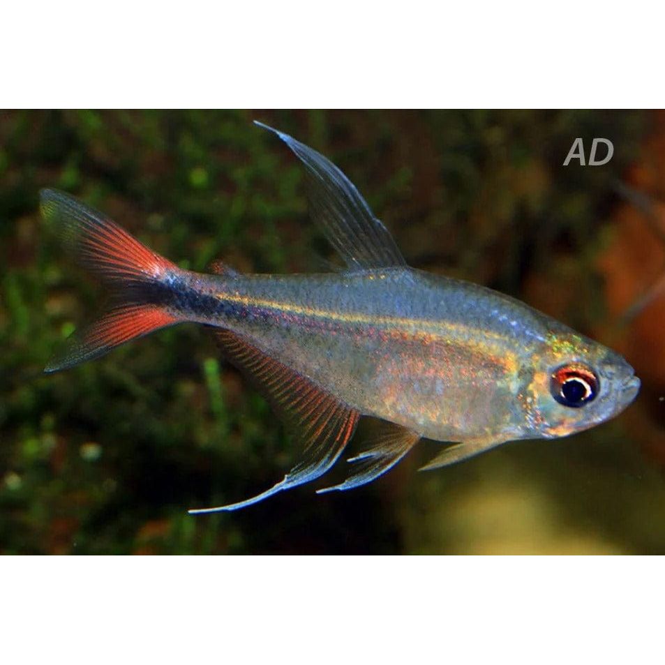  HYPHESSOBRYCON FILAMENTOSUS 2,5-3CM