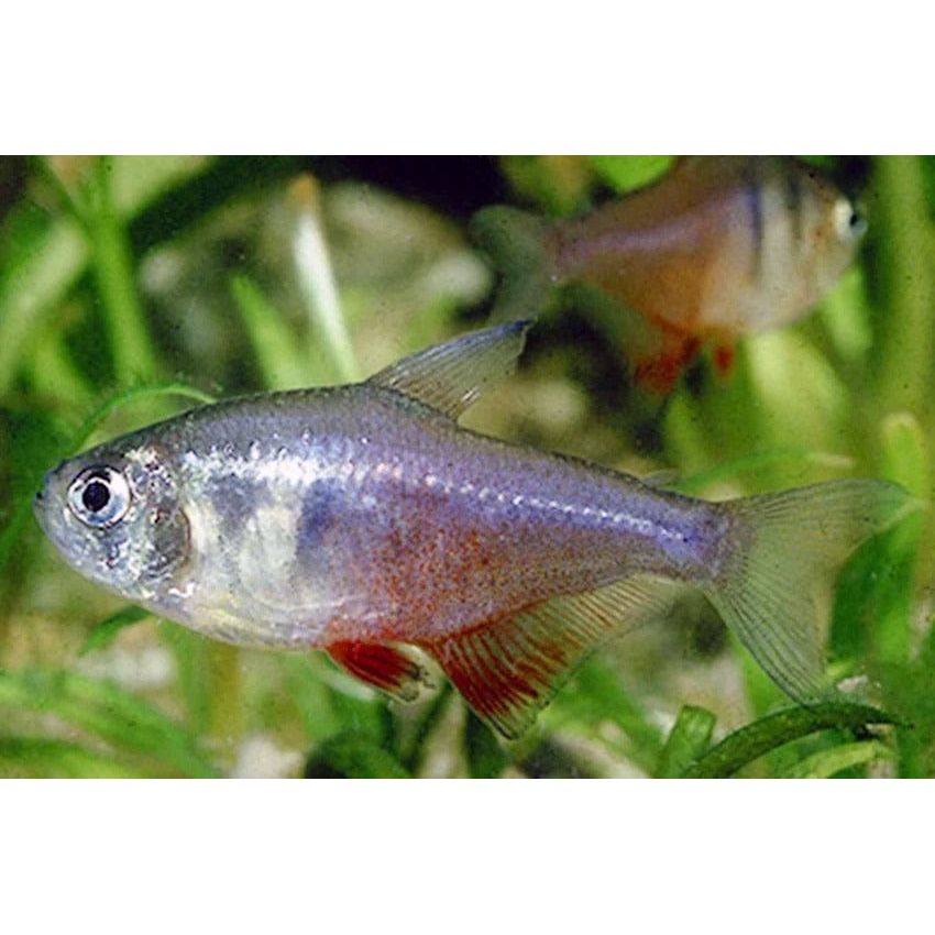  HYPHESSOBRYCON FLAMMEUS 2,5-3CM