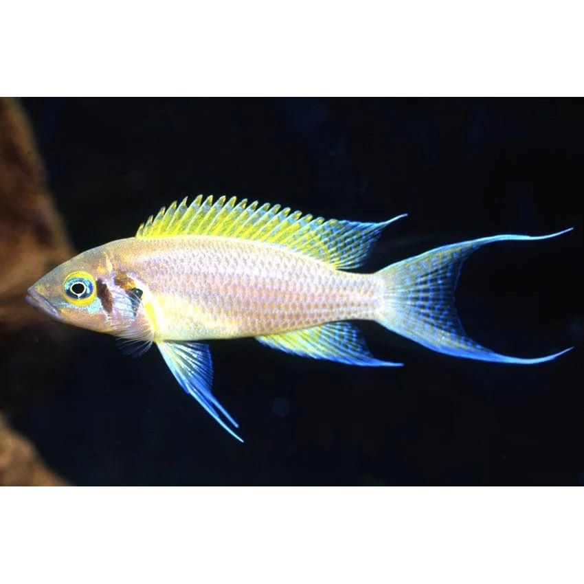  NEOLAMPROLOGUS PULCHER DAFFODIL 3-4CM