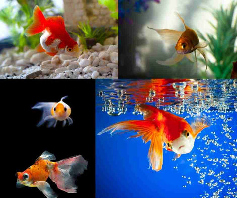 Quel aquarium pour des poissons rouges? —