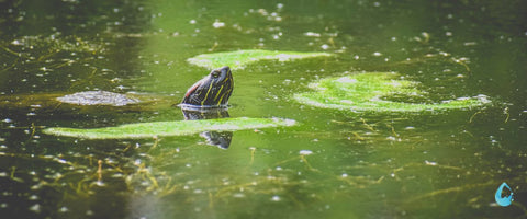 J'ai une tortue aquatique dans un étang, est-ce qu'il faut la rentrer? —