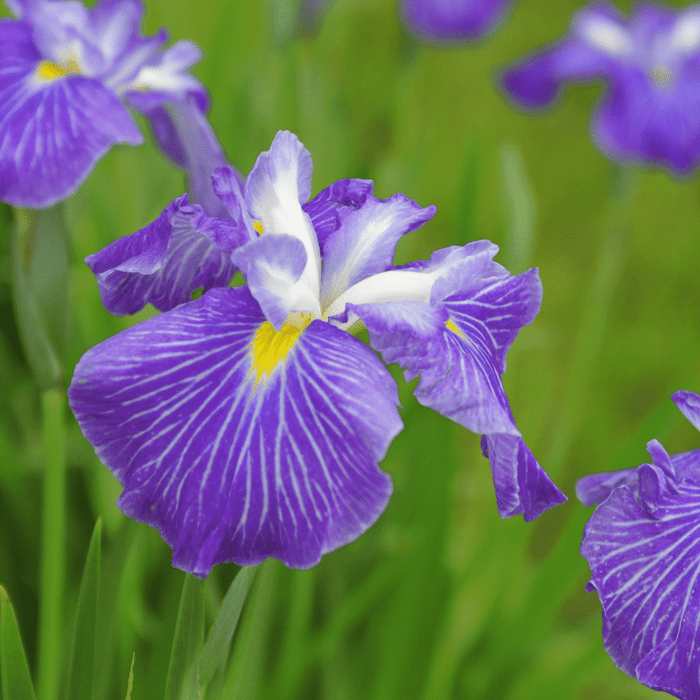 Iris Kaempfery (Ensata) - Iris mauve/blanc - Plante de berge —  FOUDEBASSIN.COM