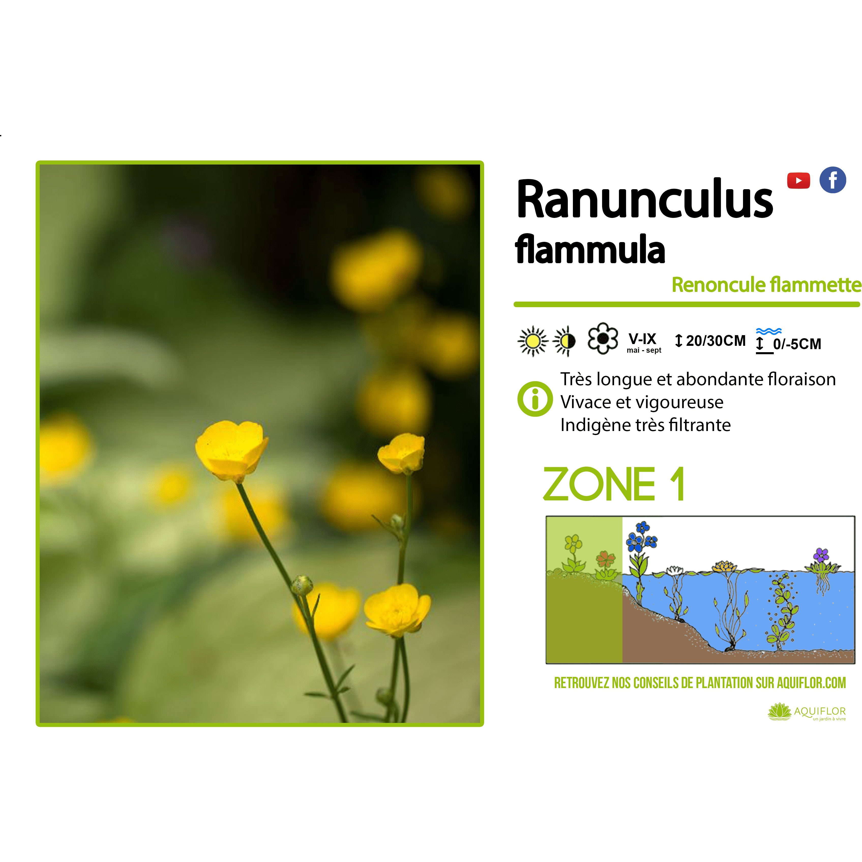 Ranunculus Flamula - Renoncule flammette - Plante de berge - Par 3 piè —  FOUDEBASSIN.COM