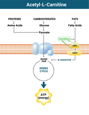 Why Acetyl-L-Carnitine Works