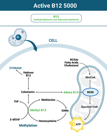 Why Active B12 5000 Works