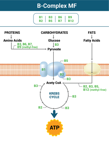 Why B Complex MF Works