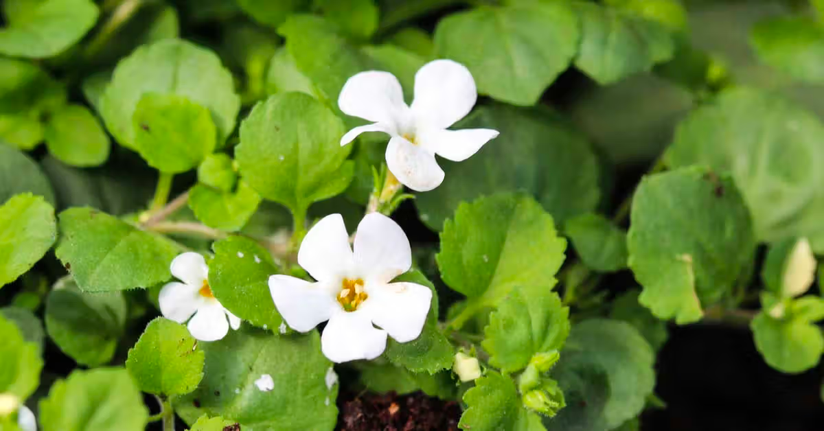 White delicate flowers