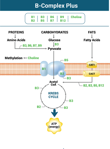 Why B Complex Plus Works