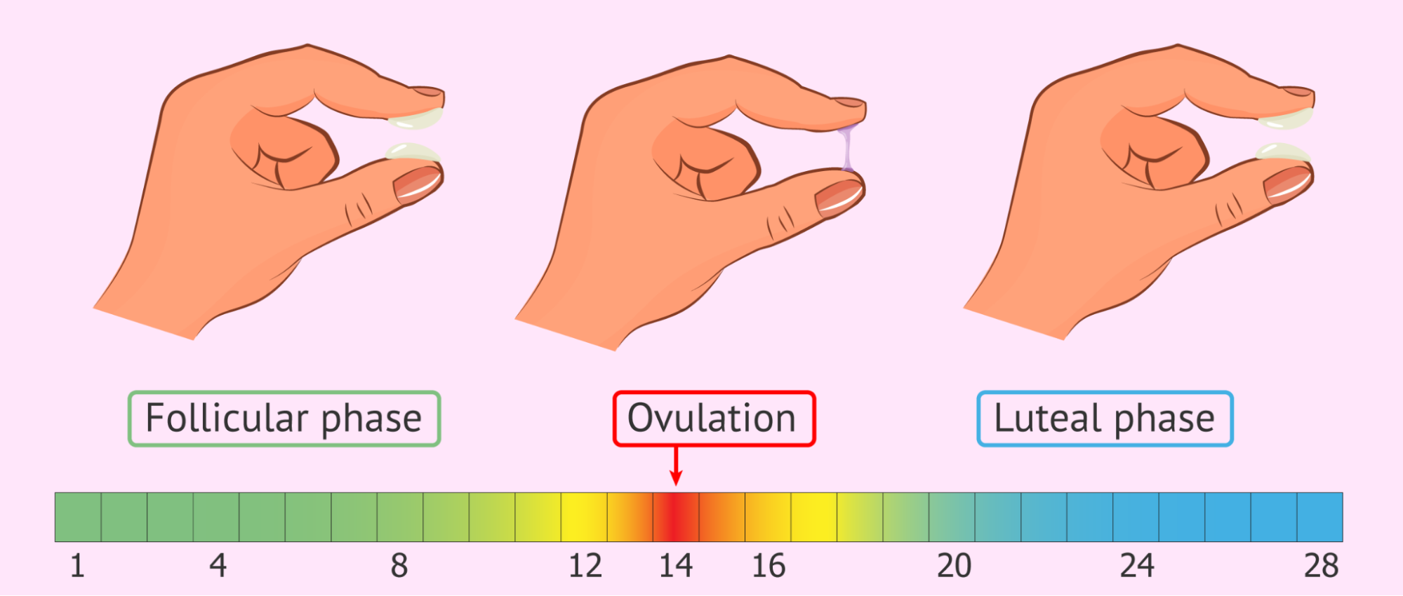 Ovulation infographic