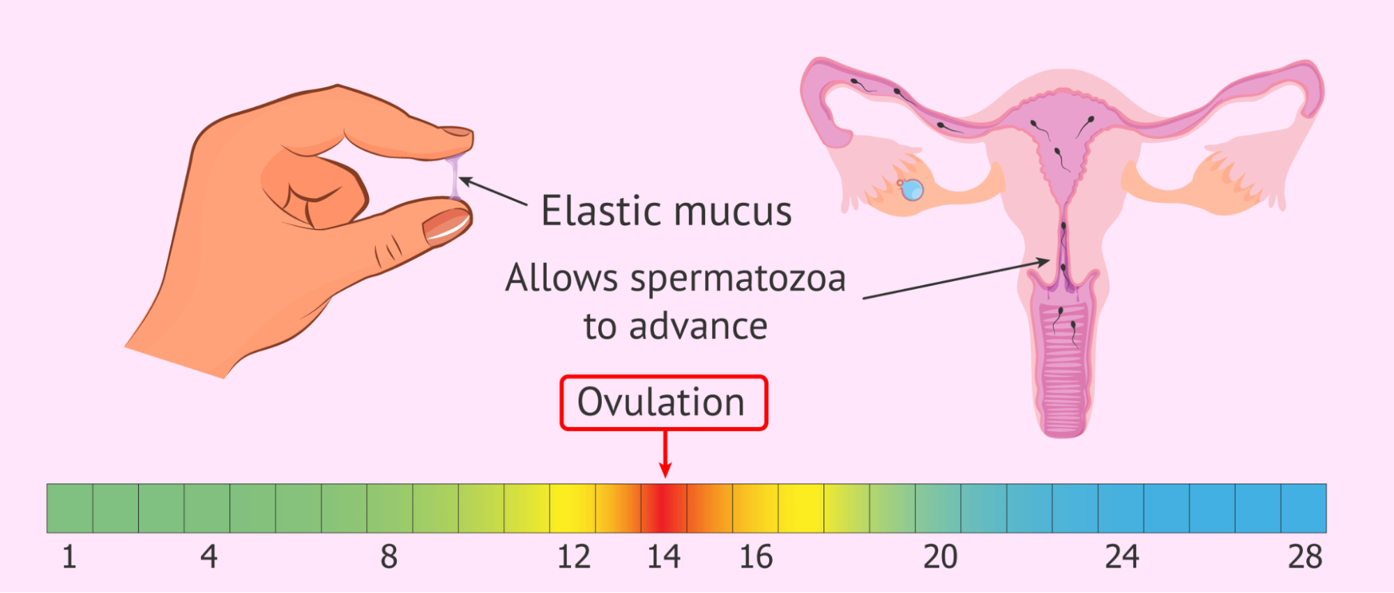 Cervical Mucus Monitoring
