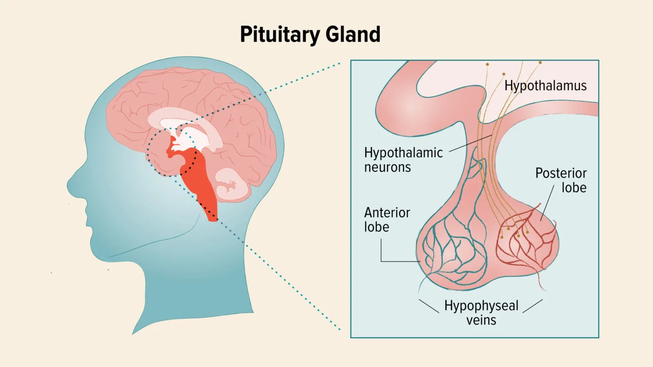 Pituitary Gland infographic