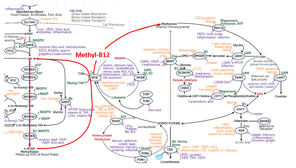 Do You Need Methylcobalamin