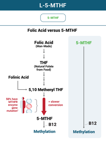 Why L-5-MTHF - 25,500 mcg DFE (15,000 mcg/15mg) Works
