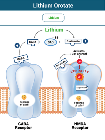 Why Lithium Orotate Works