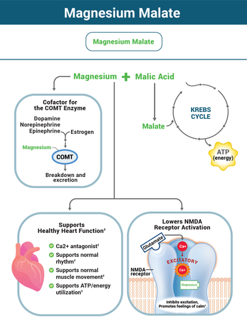 Benefits of Magnesium Malate Powder