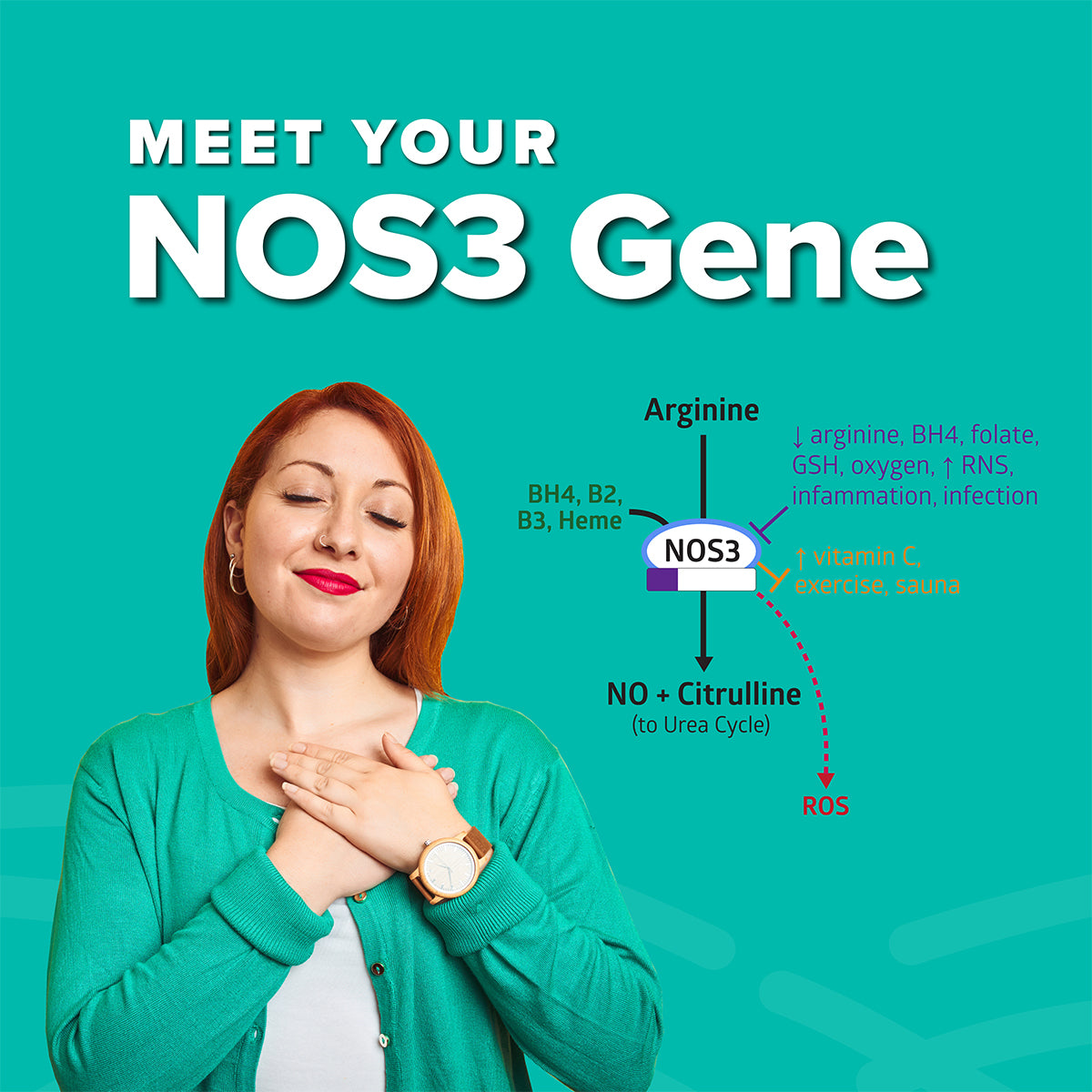 Meet-Your-NOS3-Gene