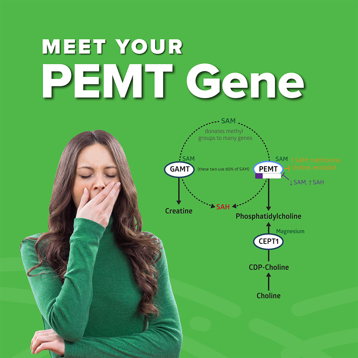 Meet-Your-PEMT-Gene