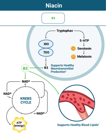 Why Niacin Works