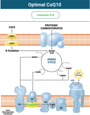 Why Optimal CoQ10 Works