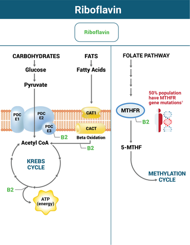 Why Riboflavin Works