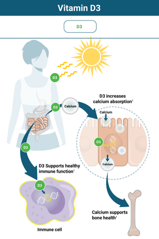 Why Vitamin D3+K2 Works