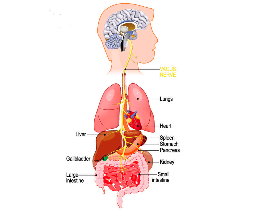 internal organs graphic