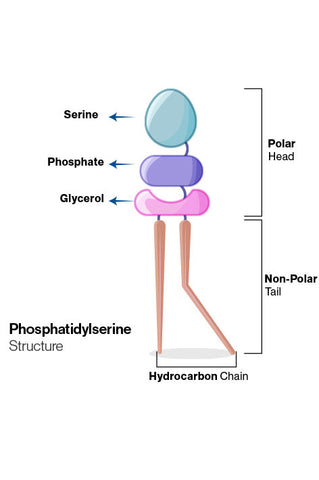 Why Phosphatidyl Serine Works