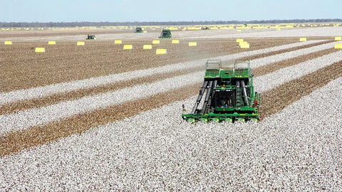 Cotton Farming. Tractor in Cotton feild.