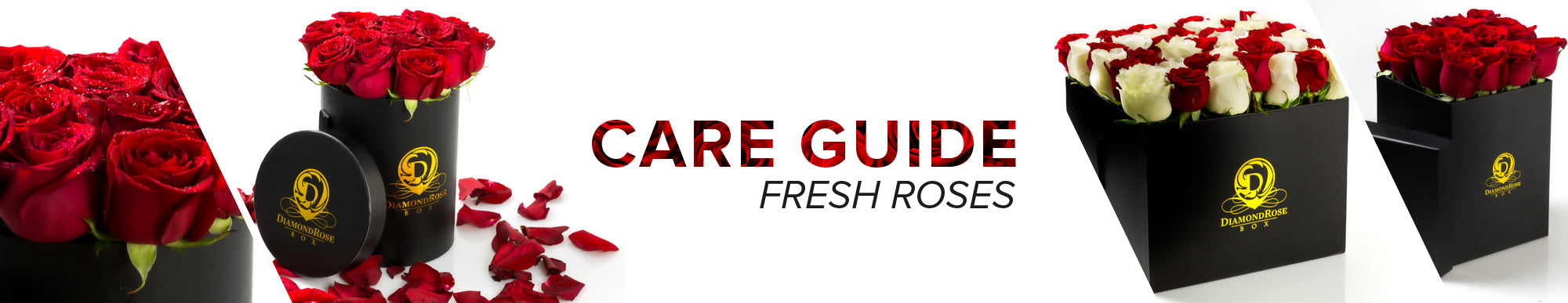 Care Guide Fresh Roses