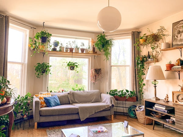 A living room full of plants.