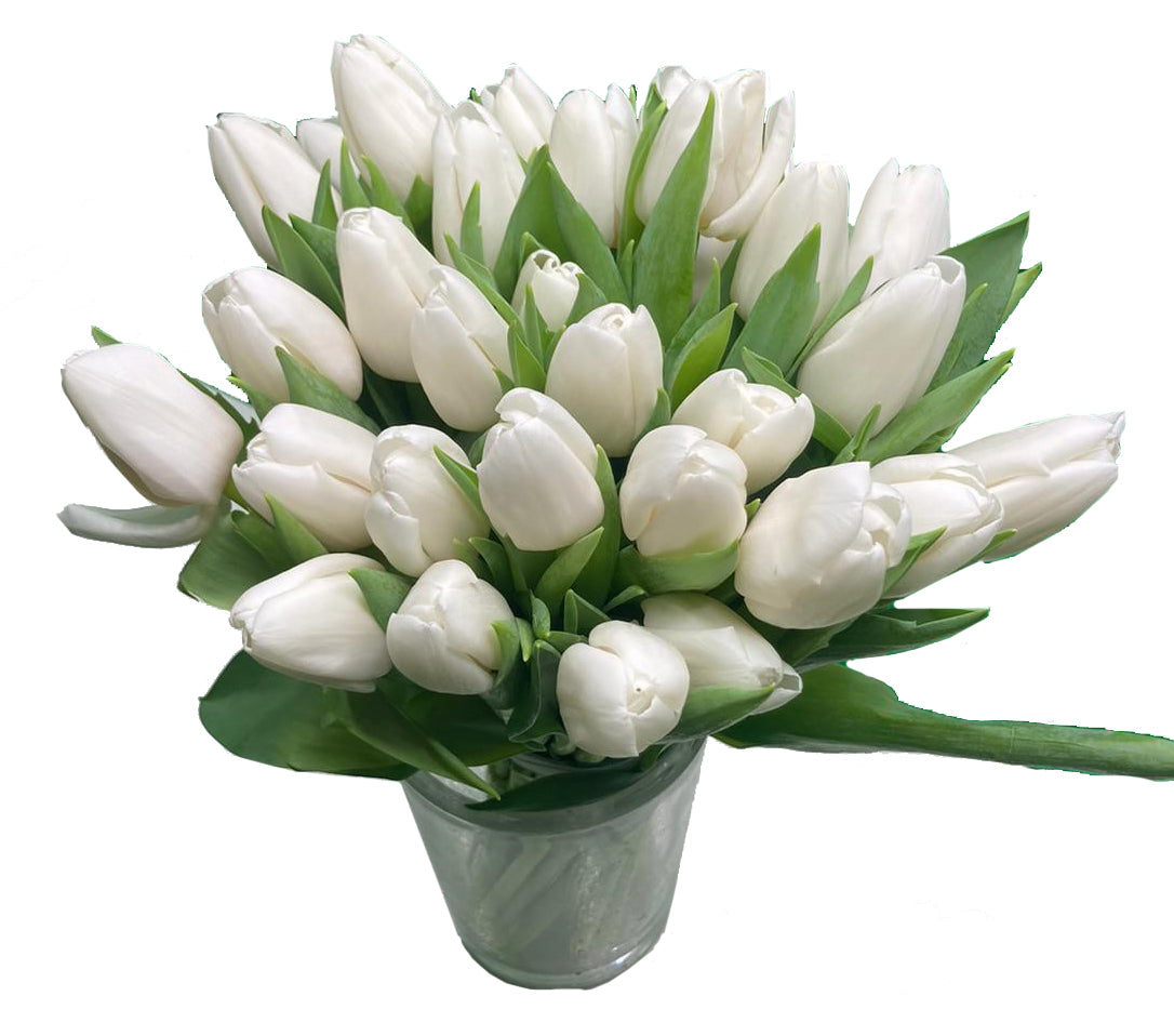 Bouquet de Tulipes Blanches – Gastaldi