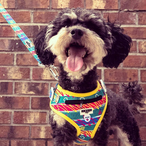 Retro Pet Fiesta Sauce Dog Leash